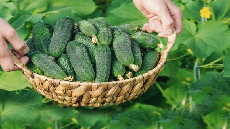 Bakit gustung-gusto ng maraming residente ng tag-init ang Amur cucumber hybrid: isang pagsusuri ng mga katangian, pakinabang at kawalan