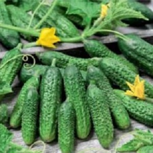 Why do many summer residents love the Amur cucumber hybrid so much: a review of characteristics, advantages and disadvantages