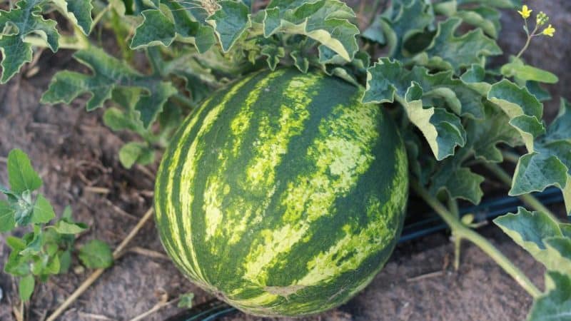 Maagang hinog na hybrid watermelon Top Gun mula sa mga Dutch breeder