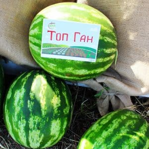 Tidlig moden hybrid vannmelon Top Gun fra nederlandske oppdrettere