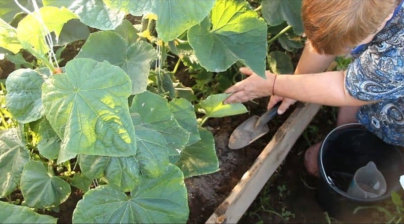 Zakaj so potrebna dušikova gnojila za kumare v rastlinjaku, kakšna so in kako jih pravilno uporabiti