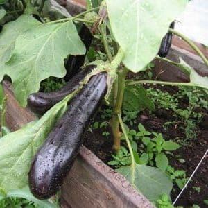 Hva er bra med aubergine Ilya Muromets: anmeldelser fra sommerboere og funksjoner i landbruksteknologi