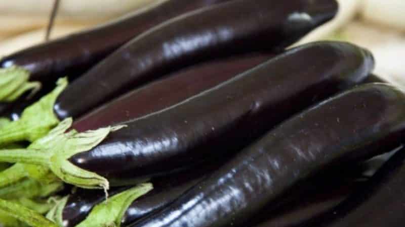 Hvad er godt ved aubergine Ilya Muromets: anmeldelser fra sommerbeboere og funktioner i landbrugsteknologi