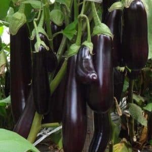 Hva er bra med aubergine Ilya Muromets: anmeldelser fra sommerboere og funksjoner i landbruksteknologi