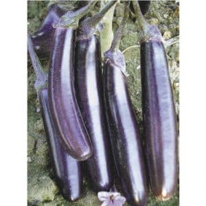 Pflegeleichte und köstlich schmeckende Aubergine, die Königin des Marktes