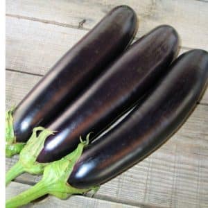 Varmeelskende auberginehybrid Valentina f1 fra hollandske opdrættere