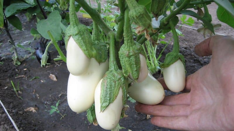 What difficulties should a summer resident prepare for when growing eggplant Taste of mushrooms?