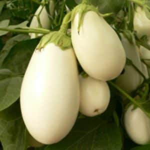 Avantages et inconvénients de l'aubergine Bibo et guide pour la cultiver