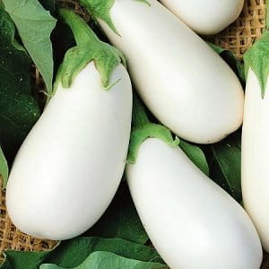 Avantages et inconvénients de l'aubergine Bibo et guide pour la cultiver