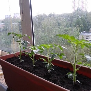 Une riche récolte de tomates toute l'année : comment faire pousser des tomates sur le balcon et ce qu'il faut pour cela