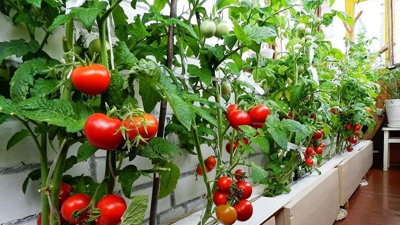 Uma rica colheita de tomates durante todo o ano: como cultivar tomates na varanda e o que é necessário para isso