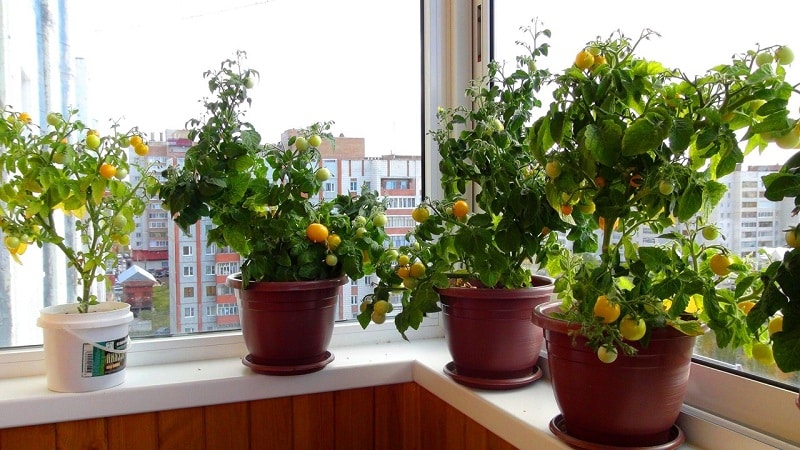 Une riche récolte de tomates toute l'année : comment faire pousser des tomates sur le balcon et ce qu'il faut pour cela