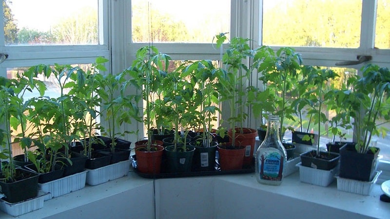 Une riche récolte de tomates toute l'année : comment faire pousser des tomates sur le balcon et ce qu'il faut pour cela