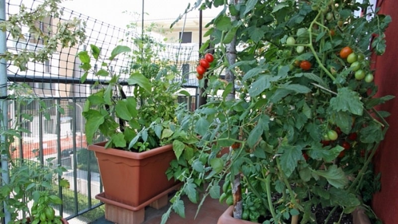 Un ricco raccolto di pomodori tutto l'anno: come coltivare i pomodori sul balcone e cosa serve per questo