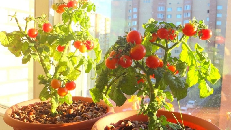 Un ricco raccolto di pomodori tutto l'anno: come coltivare i pomodori sul balcone e cosa serve per questo