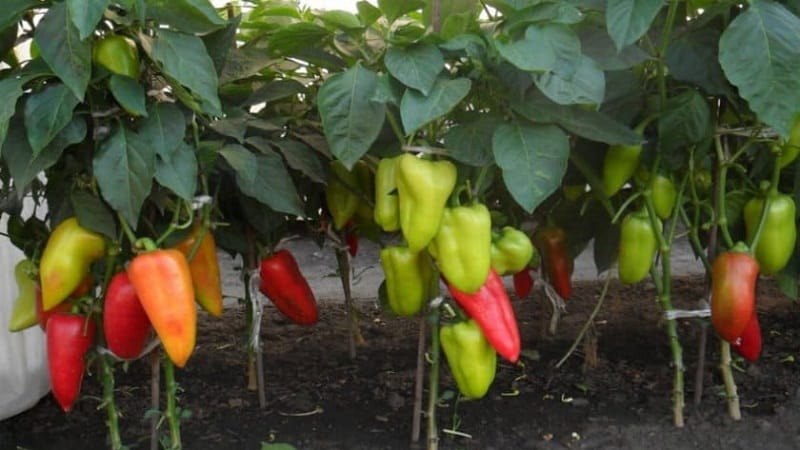 Kupets bolgár paprika: a fajta előnyei és hátrányai, a termesztés árnyalatai a gazdag termés érdekében