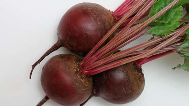 Bordeaux table beets: ideal color and taste for culinary use and long-term storage