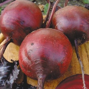 Barbabietole da tavola bordolesi: colore e gusto ideali per l'uso culinario e la conservazione a lungo termine