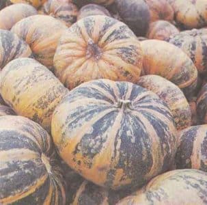 What is good about almond pumpkin and how to grow it