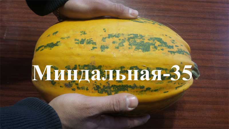 What is good about almond pumpkin and how to grow it