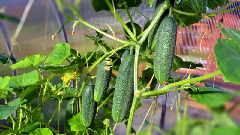 Comment et quoi nourrir les concombres pour leur rendement record