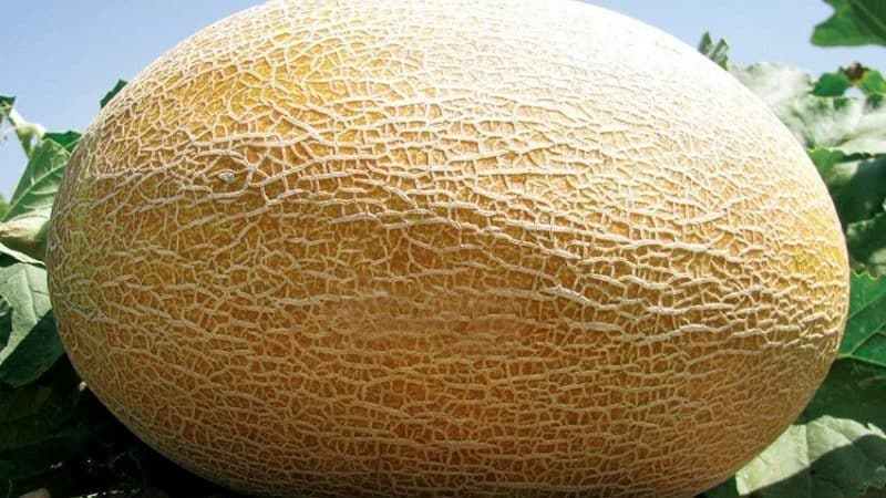 L'ibrido di melone Amal, amato dai residenti estivi, ha un buon sapore ed è resistente alle malattie