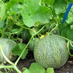 Exotic cantaloupe cantaloupe: review of a variety with amazing taste and aroma