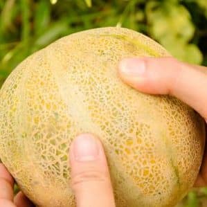 Apa yang perlu dilakukan jika tembikai tidak masak: peraturan penyimpanan untuk pematangan buah dan petua untuk memilih