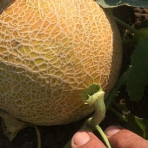 Ano ang gagawin kung ang melon ay hindi hinog: mga panuntunan sa imbakan para sa paghinog ng prutas at mga tip para sa pagpili