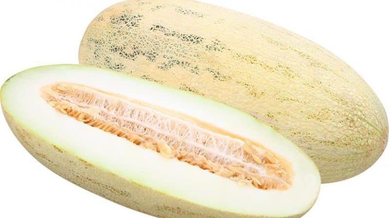 Ano ang gagawin kung ang melon ay hindi hinog: mga panuntunan sa imbakan para sa paghinog ng prutas at mga tip para sa pagpili