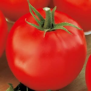 Un favori des estivants avec des rendements élevés et une excellente réputation - la tomate Bourgeoise pour pleine terre et serres