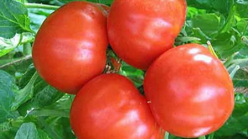 Kegemaran penduduk musim panas dengan hasil tinggi dan reputasi yang sangat baik - tomato Bourgeois untuk tanah terbuka dan rumah hijau