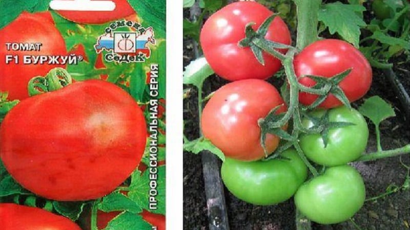 Isang paborito ng mga residente ng tag-init na may mataas na ani at isang mahusay na reputasyon - ang Bourgeois tomato para sa bukas na lupa at mga greenhouse