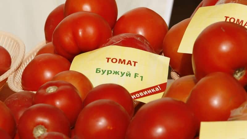 En favorit bland sommarboende med hög avkastning och ett utmärkt rykte - Bourgeois-tomaten för öppen mark och växthus