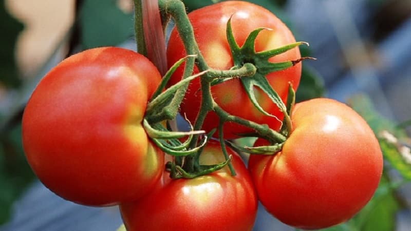 A favorite of summer residents with high yields and an excellent reputation - the Bourgeois tomato for open ground and greenhouses