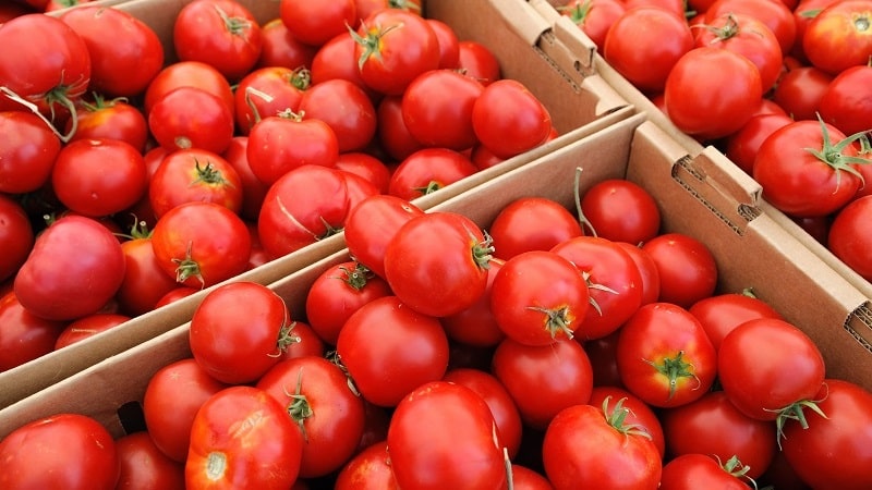 En favoritt blant sommerboere med høye avlinger og et utmerket rykte - Bourgeois-tomaten for åpen mark og drivhus