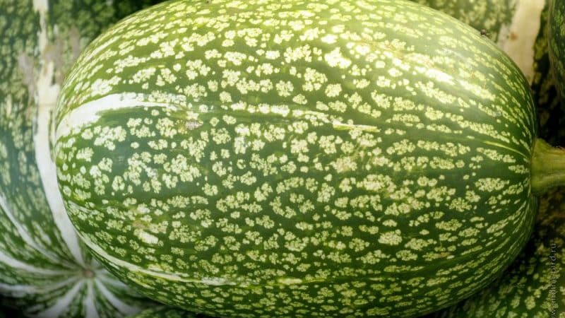 Ano ang figleaf pumpkin: mga tampok ng species at paggamit nito sa pagluluto at katutubong gamot