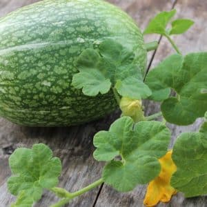 ¿Qué es la calabaza de hoja de parra: características de la especie y su uso en la cocina y la medicina popular?