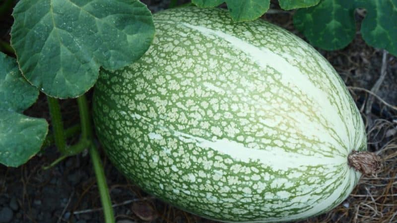 ¿Qué es la calabaza de hoja de parra: características de la especie y su uso en la cocina y la medicina popular?