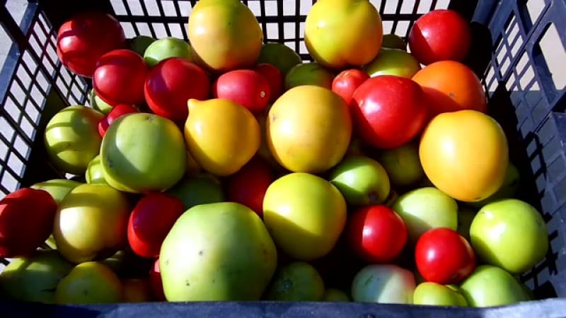 Wo und wie man grüne Tomaten lagert, damit sie möglichst schnell rot werden und wie man reife Früchte lange haltbar macht