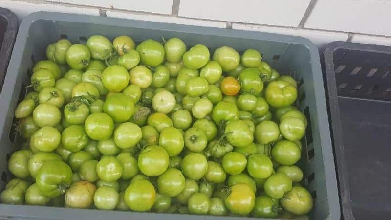 Di mana dan bagaimana untuk menyimpan tomato hijau supaya mereka menjadi merah secepat mungkin dan bagaimana untuk mengekalkan buah masak untuk masa yang lama