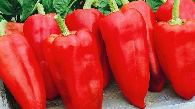 Hybrid from Holland - Gypsy pepper: description and growing instructions