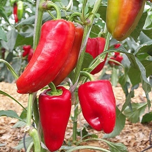 Hybrid from Holland - Gypsy pepper: description and growing instructions