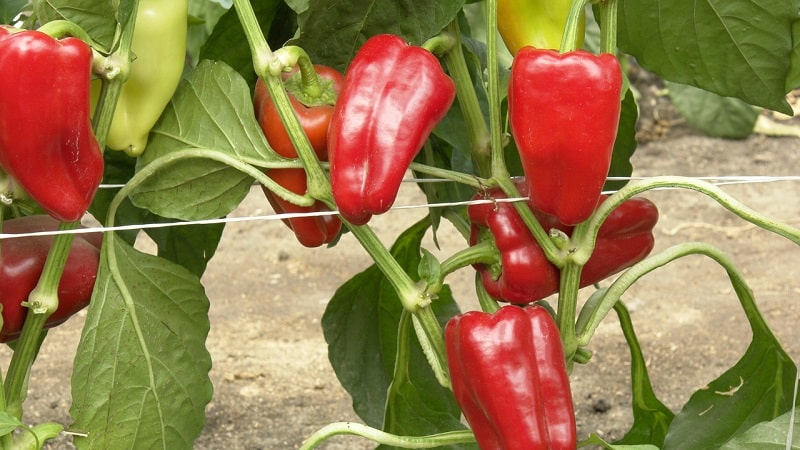 Hybrid from Holland - Gypsy pepper: description and growing instructions