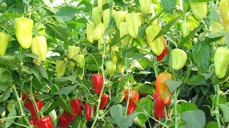 Hybrid fra Holland - Gypsy pepper: beskrivelse og dyrkingsinstruksjoner