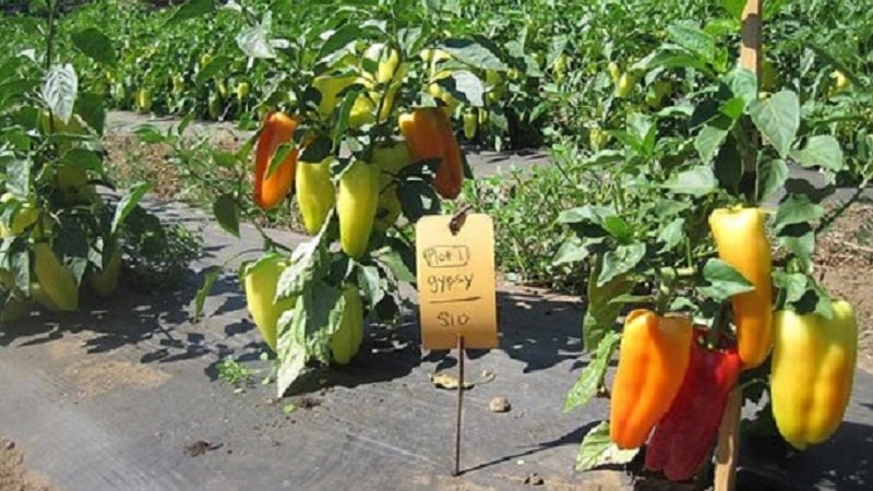 Hybrid from Holland - Gypsy pepper: description and growing instructions