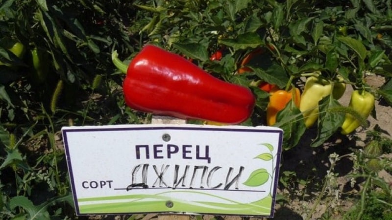 Hybrid fra Holland - Gypsy pepper: beskrivelse og dyrkingsinstruksjoner