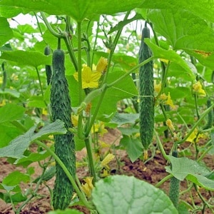 Hybrid cucumber Chinese cold-resistant f1 para sa paglaki sa mga rehiyong may malupit na klima