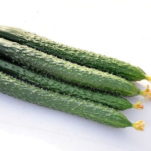 Hybrid cucumber Chinese cold-resistant f1 for growing in regions with harsh climates