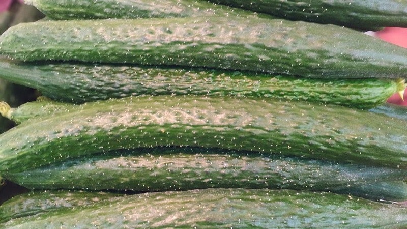 Hybrid cucumber Chinese cold-resistant f1 para sa paglaki sa mga rehiyong may malupit na klima